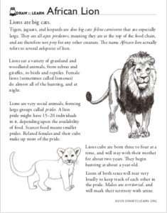 How to Draw an African Lion Worksheet - Dawn Pedersen, Artist